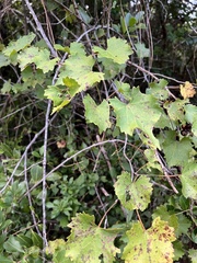 Vitis rotundifolia