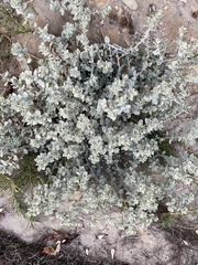 Atriplex leucophylla
