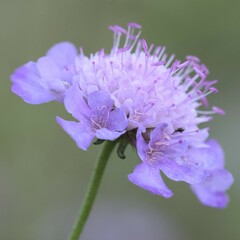 Scabiosa