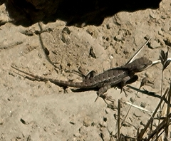 Sceloporus occidentalis bocourtii