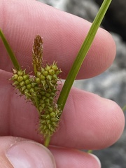 Carex viridula
