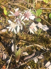 Petasites frigidus