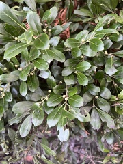Ilex glabra