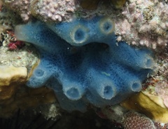 Haliclona caerulea