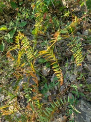 Vicia tenuifolia