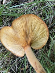 Omphalotus illudens