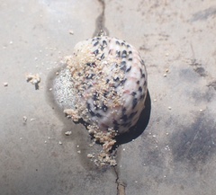 Nerita tessellata