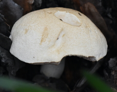 Tylopilus rhoadsiae