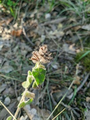 Clinopodium caucasicum