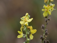 Verbascum lychnitis