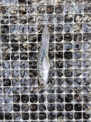 Poeciliidae