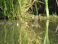 Rallus aquaticus