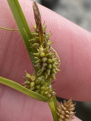 Carex viridula