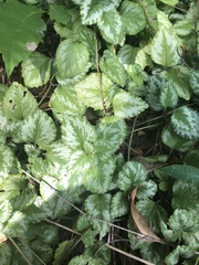 Lamium galeobdolon argentatum