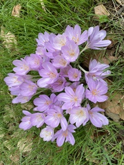 Colchicum