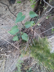 Pentarrhinum insipidum