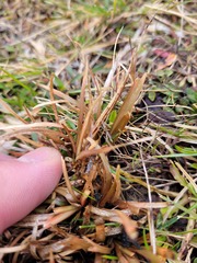 Carex talbotii