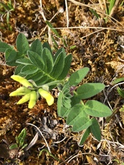 Astragalus umbellatus