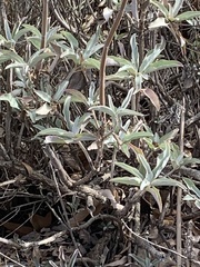 Salvia apiana