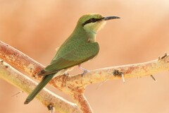 Merops viridissimus