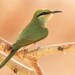 African Green Bee-Eater - Photo (c) markus lilje, some rights reserved (CC BY-NC-ND), uploaded by markus lilje