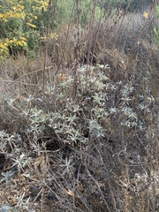 Salvia apiana