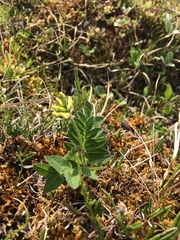 Astragalus umbellatus