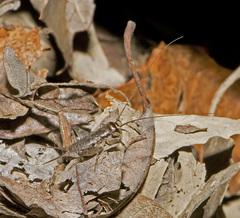 Velarifictorus micado