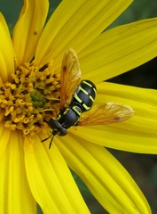 Chrysotoxum festivum