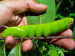 Cocytius antaeus