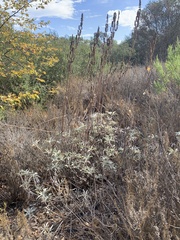 Salvia apiana