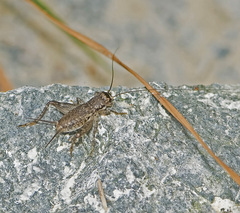 Velarifictorus micado