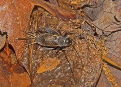 Velarifictorus micado