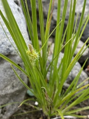 Carex viridula