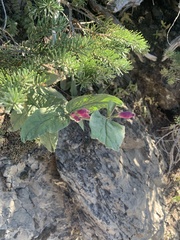 Nothochelone nemorosa