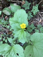 Geum macrophyllum