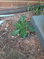 Helminthotheca echioides