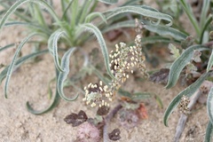 Plantago boissieri