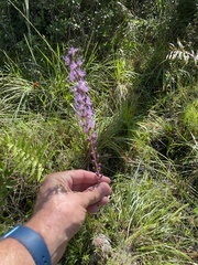 Liatris spicata