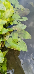 Rorippa amphibia
