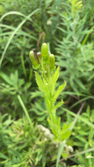 Erechtites hieraciifolius
