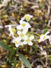 Brassicaceae