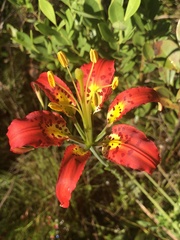 Lilium catesbaei