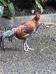 Gallus gallus domesticus