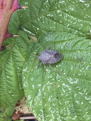 Euschistus conspersus