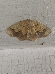 Nematocampa resistaria