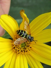 Chrysotoxum festivum