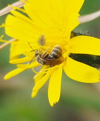 Halictus