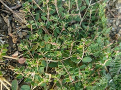 Euphorbia chamaesyce