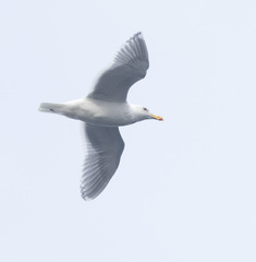 Larus glaucescens
